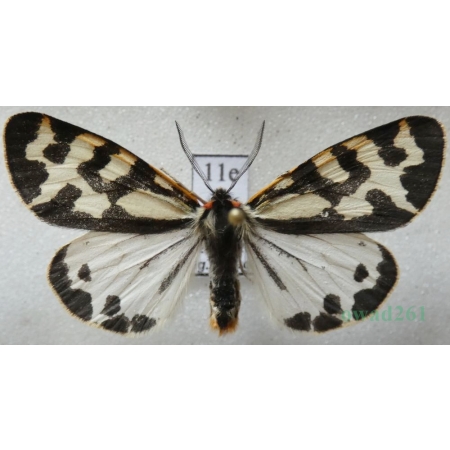 Parasemia plantaginis (Linnaeus, 1758) form white Niedźwiedziówka babkówka, misiówka czwórka Poland11e